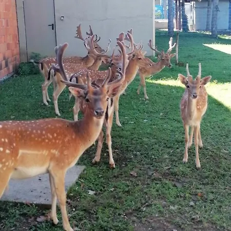 Stevin Ranc Bosanska Dubica