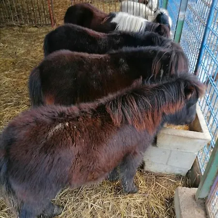 Stevin Ranc Bosanska Dubica