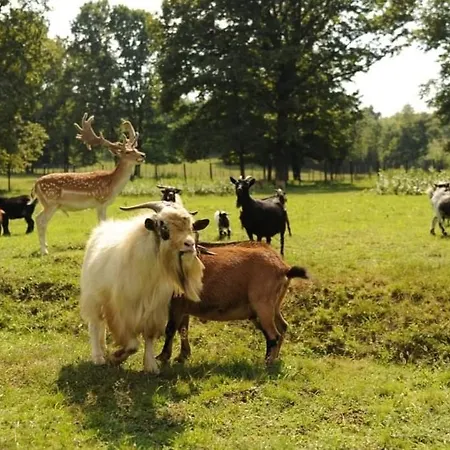 Stevin Ranc Ostanak kod kuće