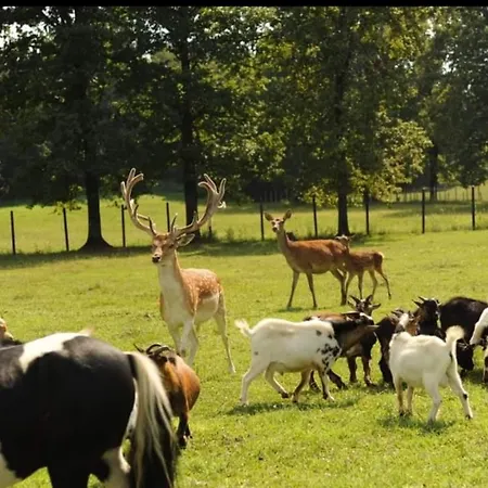 Stevin Ranc Bosanska Dubica