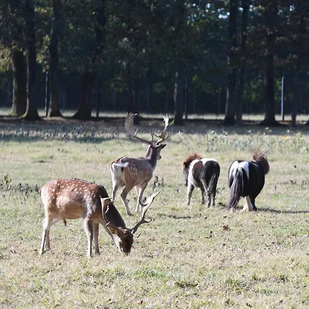 Stevin Ranc Ostanak kod kuće *