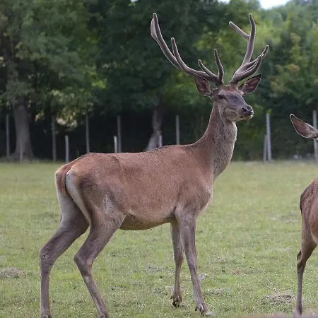 Stevin Ranc Bosanska Dubica