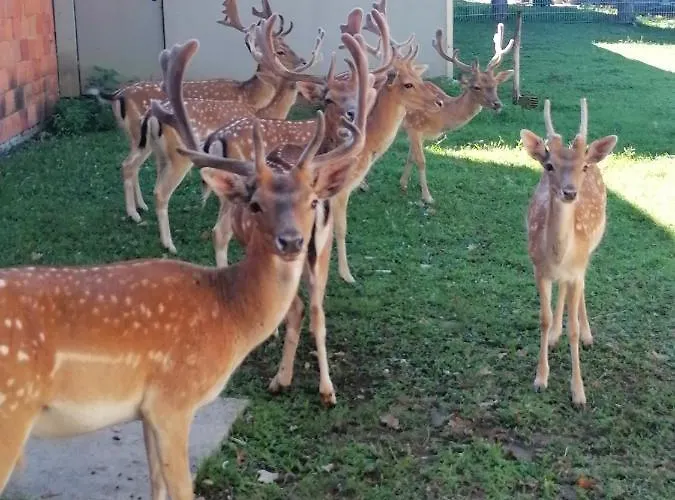 Stevin Ranc Bosanska Dubica