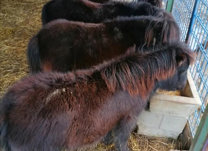 Stevin Ranc Bosanska Dubica