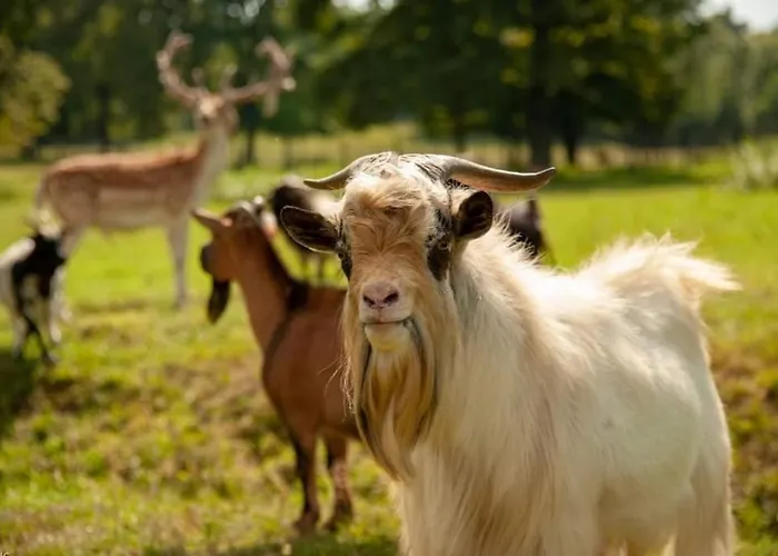 Stevin Ranc * Bosanska Dubica