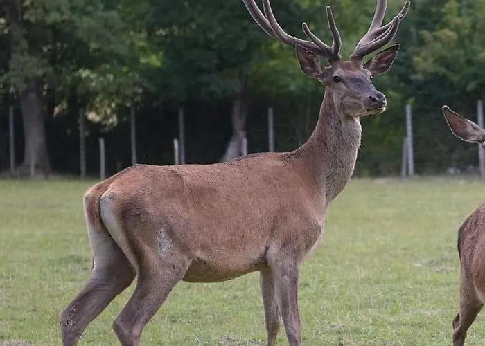 Stevin Ranc Bosanska Dubica